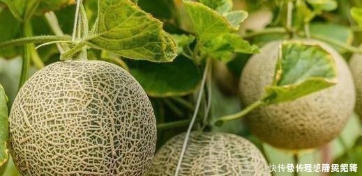 在购买哈密瓜时，聪明人必须一个一个地选择，香甜可口是多汁的