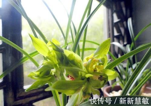 施宜|磷酸二氢钾是喷在植物叶子上还是埋到土里?