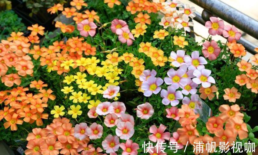 正月二十二,家里养上4种招财花,花开美观又大气