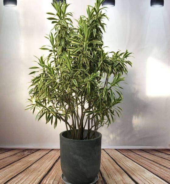 夏季|这4种“吉祥花”寓意富贵,养了就是赚了,家里人都受益