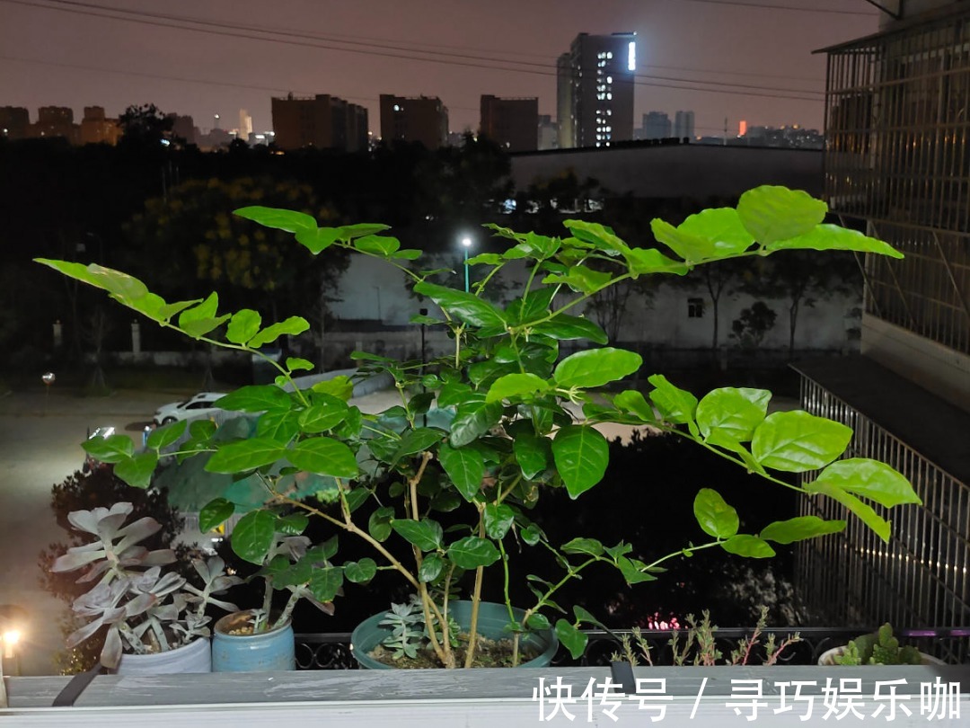 虎皮兰|9种花特怕冷，低温浇水容易冻死，夜晚套袋子保暖