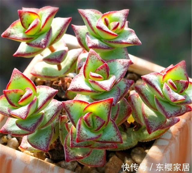 多肉中的“招财王子”,晒一晒就脸红,爆头简单,冬天照样蹭蹭长