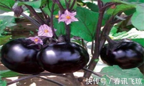 减脂|人到中年想长寿,不妨多吃3种食物,排毒抗衰,滋养肌肤