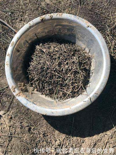 烂根|盆底垫三种东西,不怕招虫不烂根生病,养花更省事了