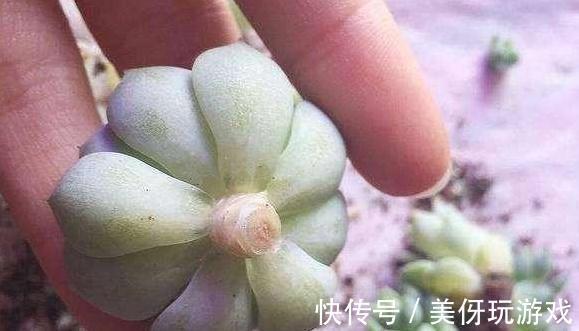 多肉易烂根,只需3招轻松解决,掌握3个浇水技巧,不烂根