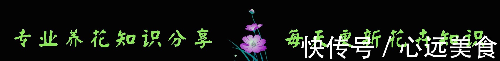 花簇|想轻松爆盆就养这款花,花开满园,颜色艳丽,满满都是香味,完美