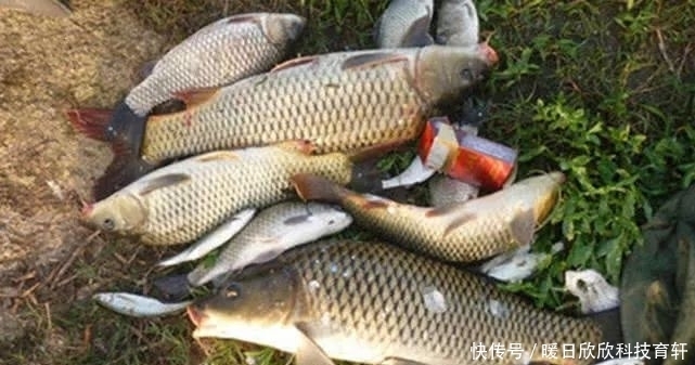 药酒|民间流传的独特钓法:一颗麦子钓一条大鱼