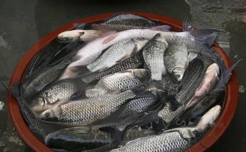 如何垂钓鲫鱼?有一个重点,却被好多人轻易忽略