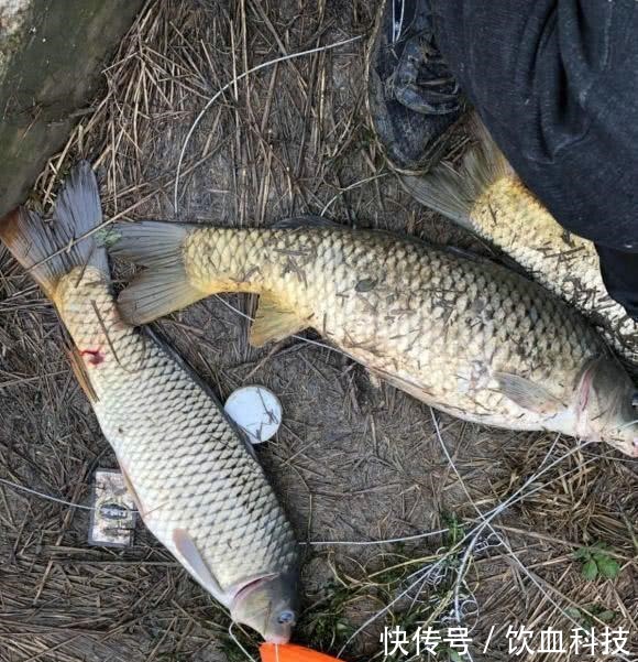 男子在湘江用“可视化锚鱼”几十斤的大鱼接连的上岸，网友能钓光湘江的鱼