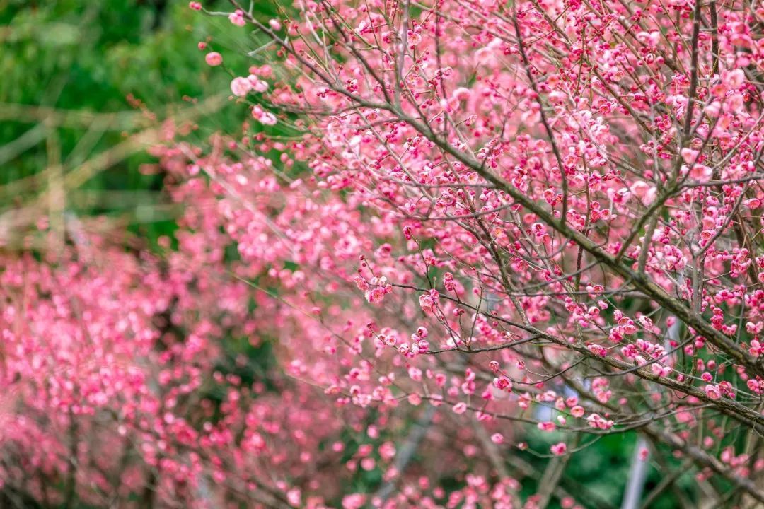 梅花|赏梅，走起！