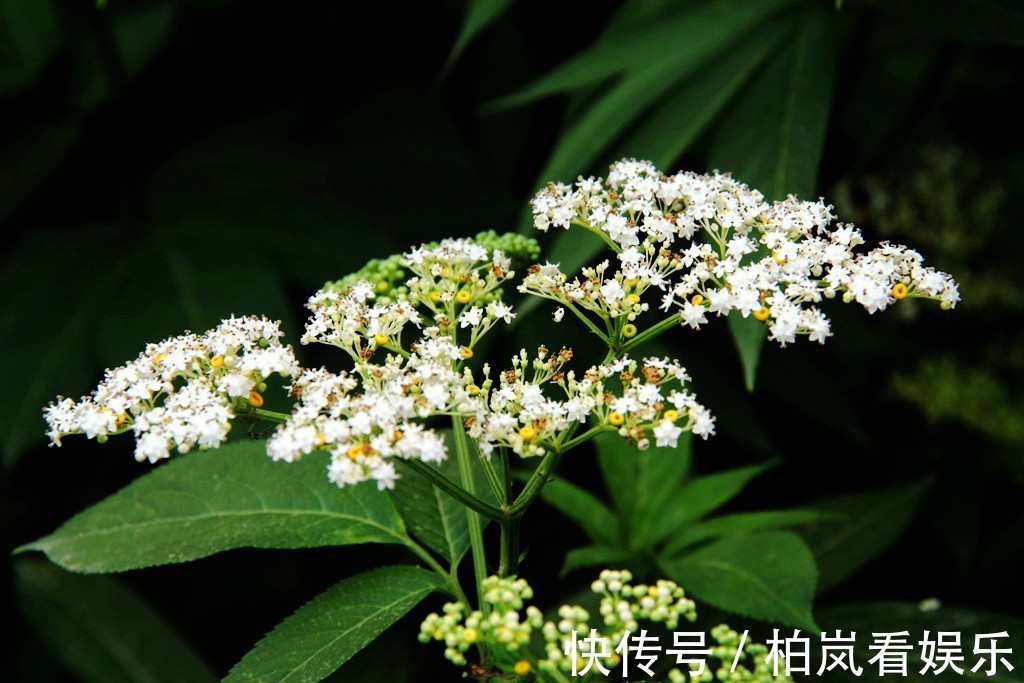 小儿麻痹后遗症|一分钱不花就可治疗颈椎病腰椎病的草药，血满草，接骨草