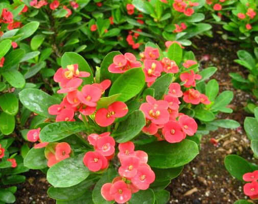 虎刺梅开花少怎么办教你3个小妙招,养出花繁叶茂的虎刺梅