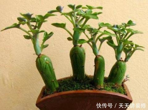 仙人笔多肉,该怎么来养护?该怎么养?根据季节养护最简单!