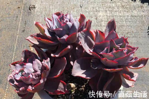 9种多肉,贵且难养,怕晒怕淋爱秃长,买了多半成鸡肋