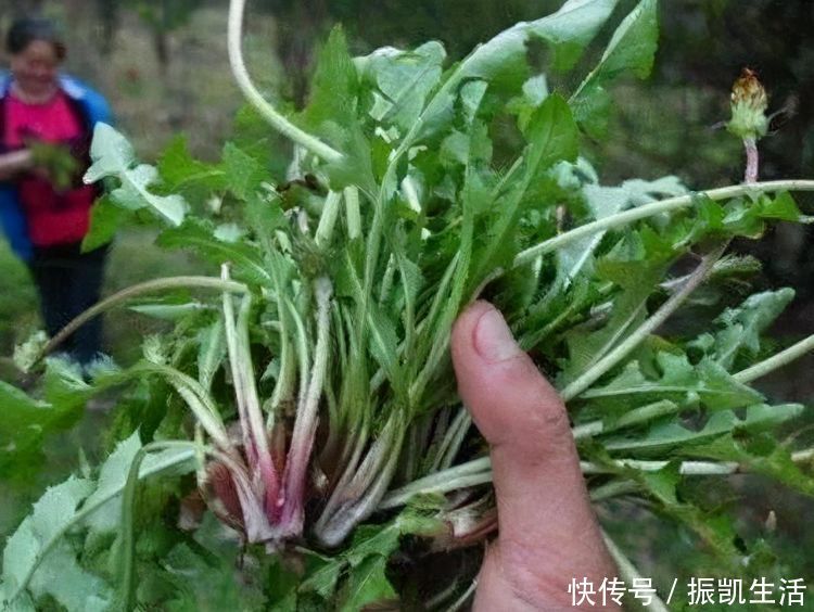 蒲公英|想长寿全靠吃,3种食物离不开,淡化皱纹,身体棒棒哒!
