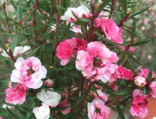 家有庭院就养4种花,花期长,简单易成活,惊艳如花球,美翻了