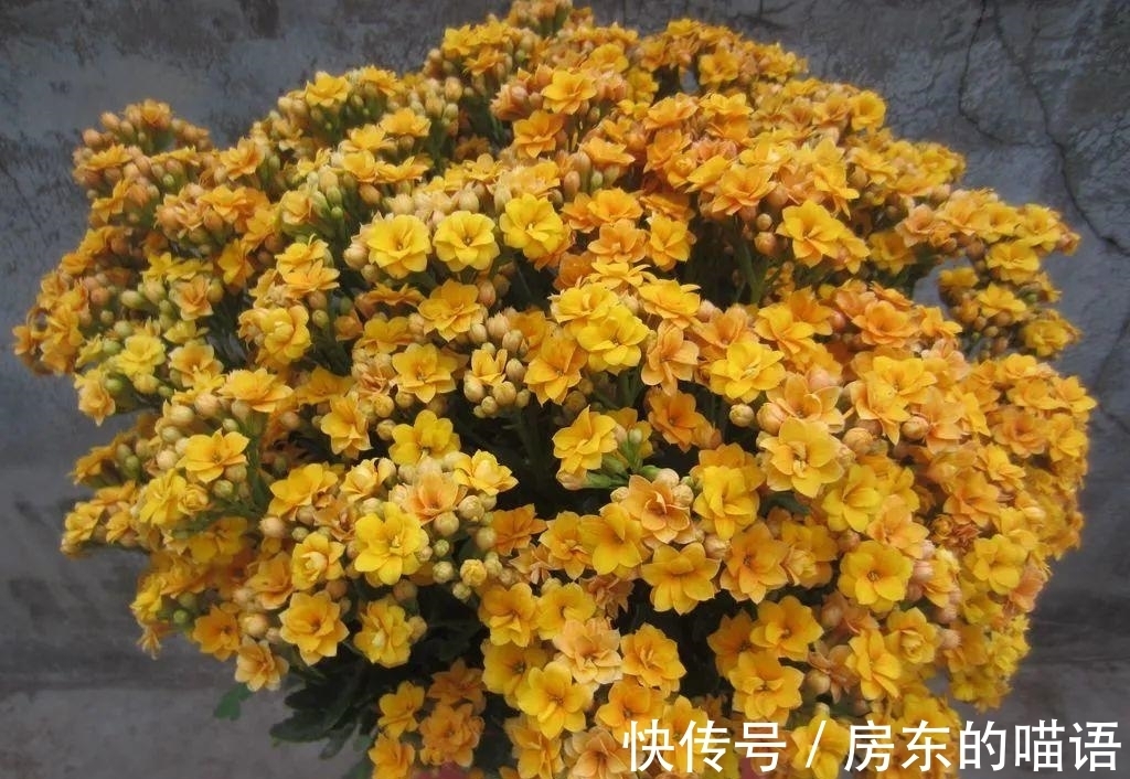 仙人球|5种“漂亮花”，喜欢毒日头，晒晒太阳，直接爆花快