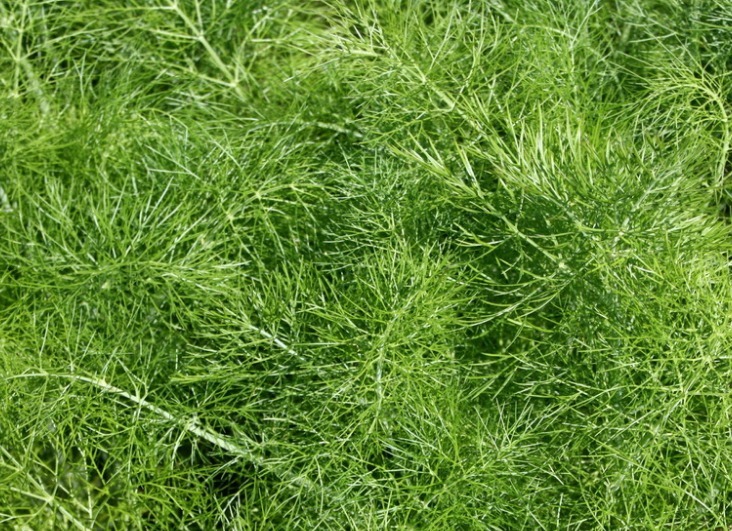 播种|小茴香种植做好一点，幼苗连连丰产，不仅增进食欲，还能包饺子！