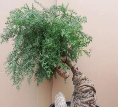 株型|养在客厅里特别霸气的几种大型植物,有的还能养成盆景