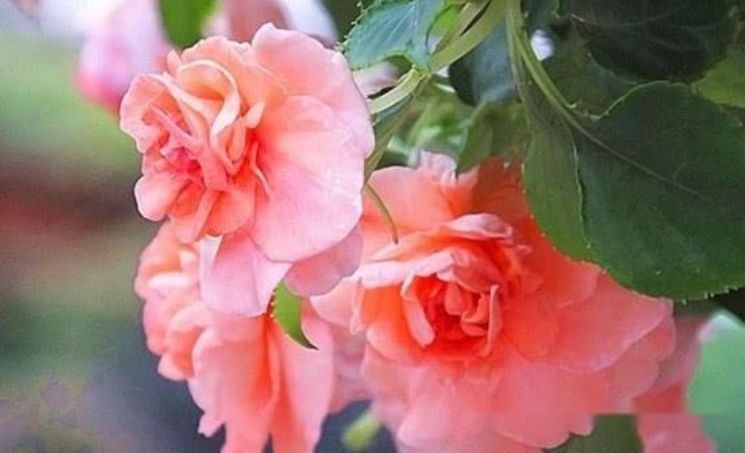 聪明人都养几种花,净化空气,比牡丹美,比绿萝好养!