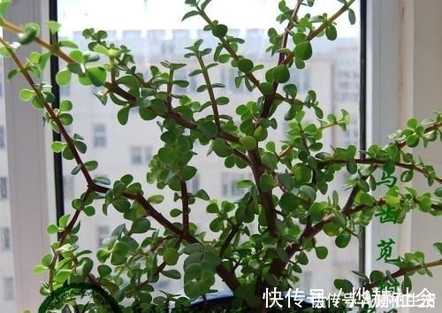 这2种树，是养“高价老桩”的首选，木质化强，5个月就能养成功