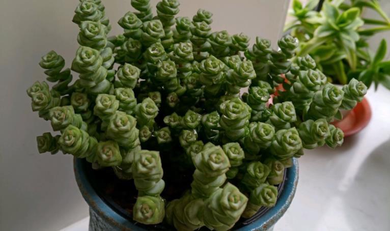 枯叶|多肉钱串枯叶算正常现象吗?是哪些因素造成的?