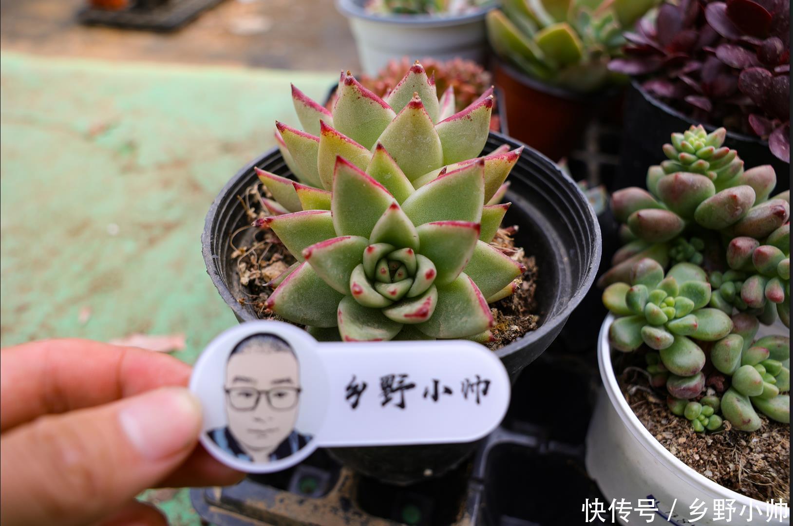 花盆不够怎么办？ 肉肉地载也很美，小帅告诉你多肉地载的注意事项