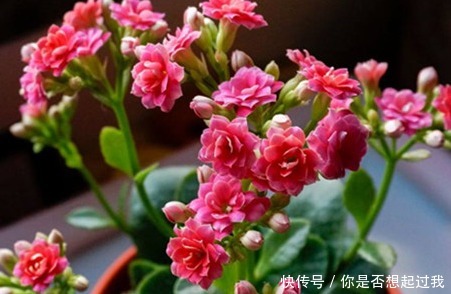 这三种花号称繁殖机器,养上一盆轻松变出百盆,真是太省钱了