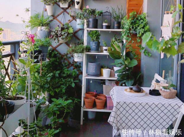 花农养花为啥成本这么低学会用小苏打,几十盆都花不了2块钱