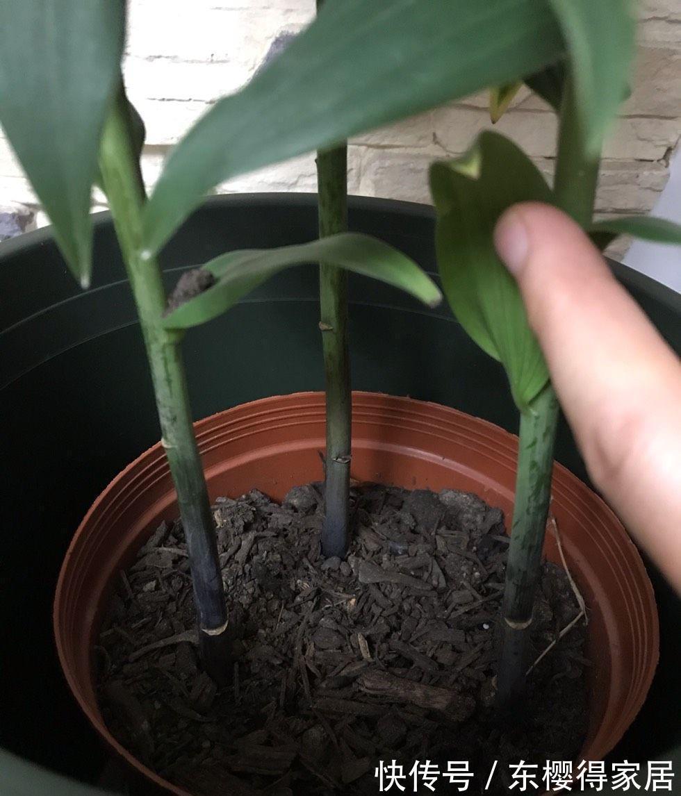 残花|百合花开完后这样“处理”，简单又方便，来年接着开花，更漂亮