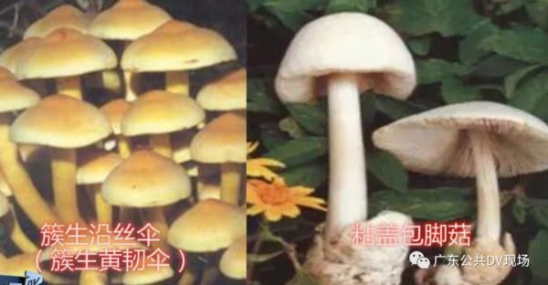 红蘑菇|六旬老人被“毒倒”紧急送进ICU，之前试过很多次