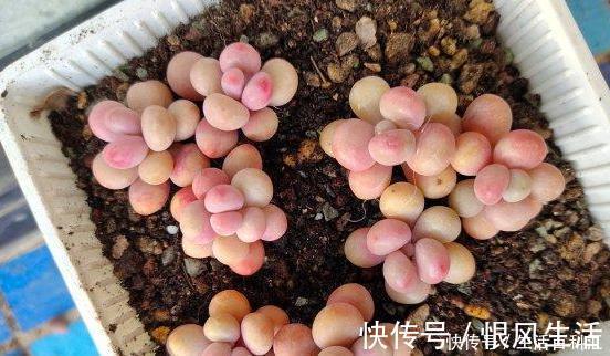 这3款多肉,叶片粉嫩嫩,自带少女风,居家盆栽看着真撩人