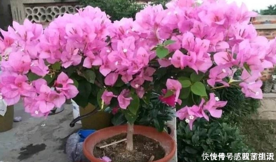 养不好花的人,都有4个“坏习惯”,及时改掉才能把花养好