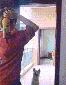 |搞笑GIF段子:妹子,你考虑过猪的感受吗?