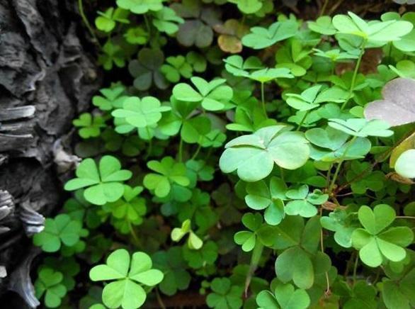 养花盆里长出三角草,可别以为是好运,直接拔掉,小心长满盆