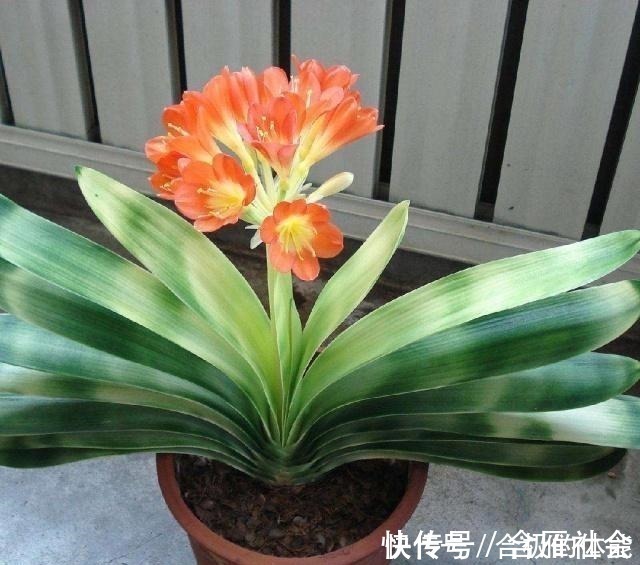 花友|君子兰出现黄叶烂根不可怕!老花匠教你做好这四点 天天蹭蹭长个!