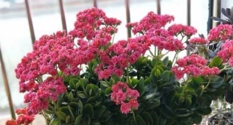 这几款植物养在家里，一年四季开花不断，花大色艳很漂亮