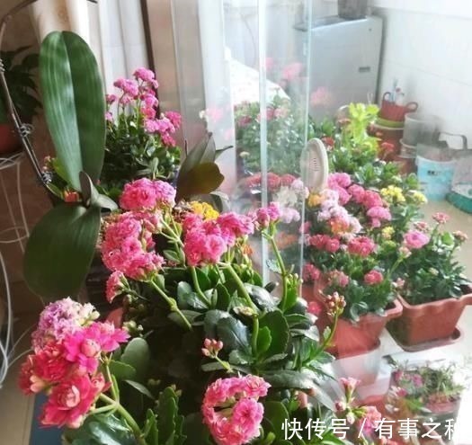 长寿花|养长寿花，左右剪一刀，打开“开花开关”，花量多一倍，爆成花球