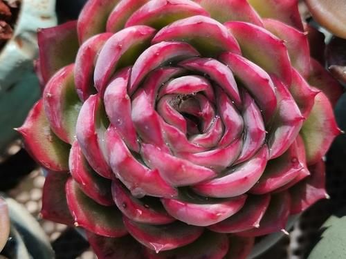 颜值高口碑好的多肉侧影，也叫法兰西玫瑰，出状态像花一样漂亮