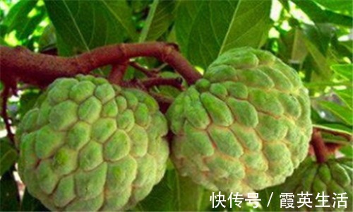 排毒养颜|女性不想老太快,推荐常吃3种食物,排毒养颜、美容护肤