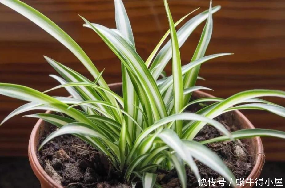 油绿|想让吊兰爆盆？容易！这么养护，叶子油绿养眼，年年疯长不停