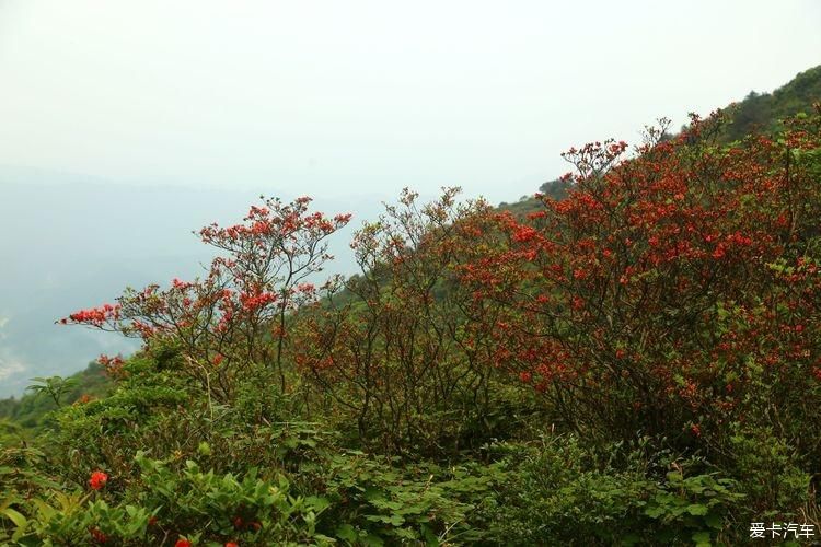 杜鹃花开芬芳自来。