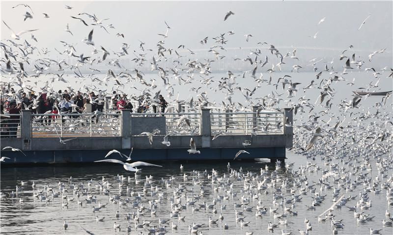 老年|春节期间昆明市共接待游客380.83万人
