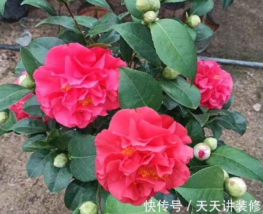 花瓣|其他茶花让让道,“茶花女王”来袭,花瓣大如盘,太美了