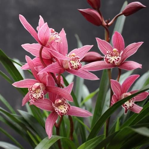 浓香型兰花“红满天”，365天都有花挂在枝条上