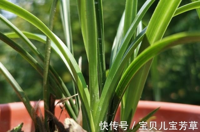 兰花喜酸还是喜碱？很多兰友虽明白，却都做错了