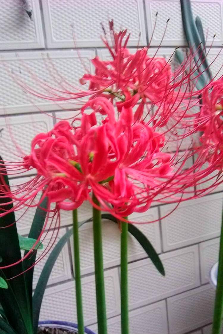 3种花是“阴生花”,不怕没有“光”,家里越“暗”长得好