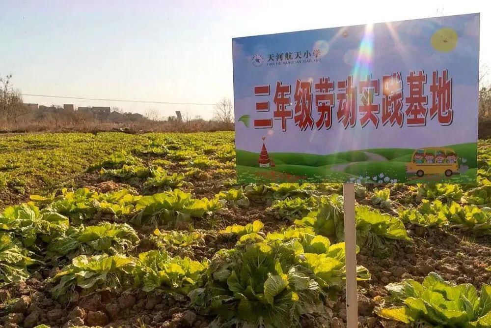 武汉天河航天小学，开垦菜地对学生进行劳动教育，啥情况