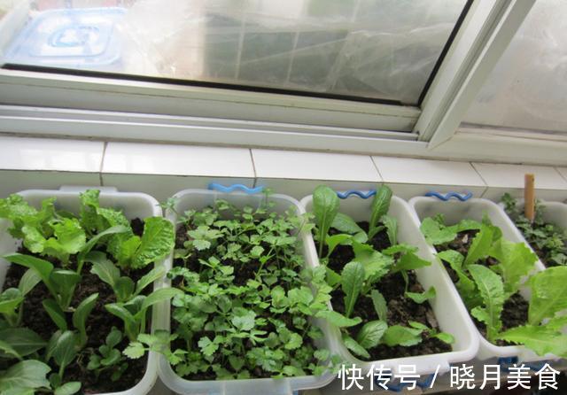 7种“蔬菜”冬天种，0度冻不死，吃一茬冒一茬，连续吃半年