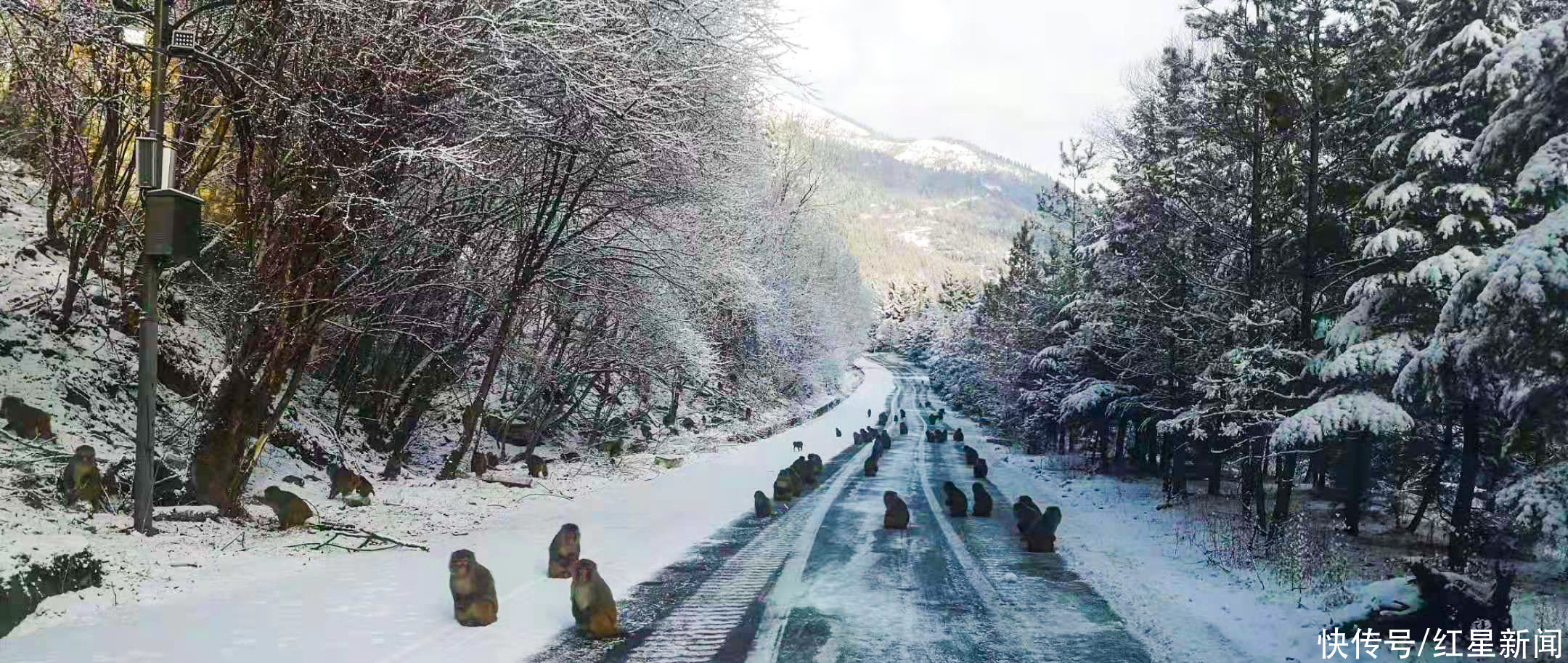 瑞雪兆丰年！大年初二四川达古冰川迎来牛年第一场雪